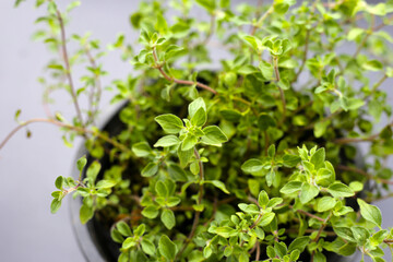 Fresh oregano on dark background.