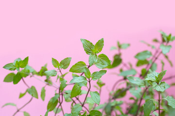 Fresh black mint on pink background.