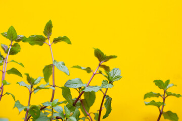 Fresh black mint on yellow background.