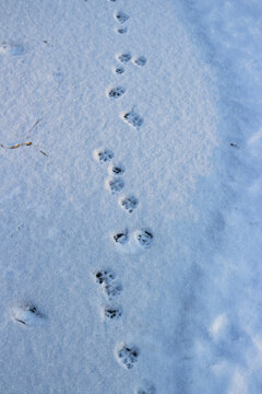 Cat footprints on white snow vertical view