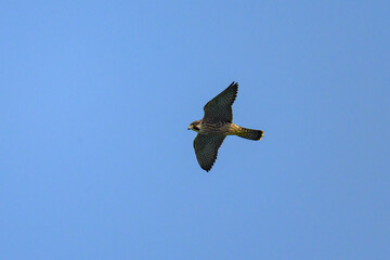 A Peregrine Falcon in flight blue sky