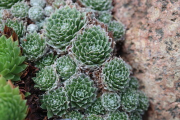 Naklejka premium rojnik sempervivum arachnoideum SCHWARZE WITWE pajęczynowaty