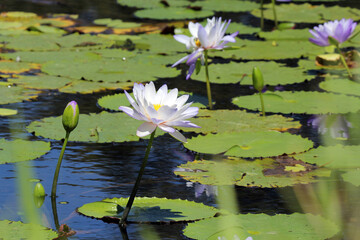 Purple lotus water lily flowers in a pond of water