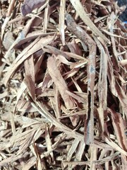 Cinnamon sticks are the dried, rolled-up barks of the Cinnamomum verum tree
