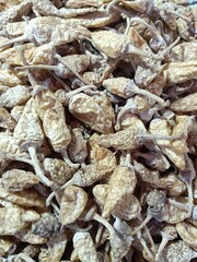 dry yellow chilli stock photos