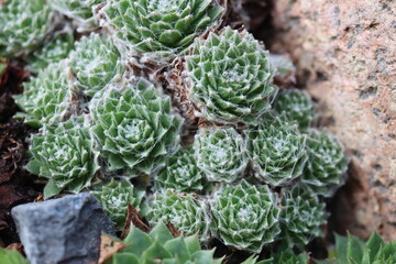 rojnik sempervivum arachnoideum SCHWARZE WITWE  pajęczynowaty