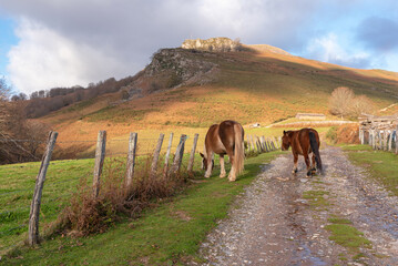 Mares on a country road. Legate, Baztan Valley - obrazy, fototapety, plakaty