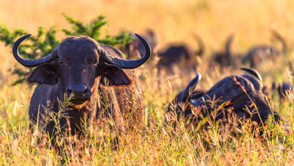 Wildlife Buffalo Animal Herd Grassland Plateau Wilderness Morning Safari Landscape.