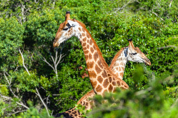 Giraffes Closeup Necking Mother Calf  Wildlife Wilderness Safari Landscape. - 683256847