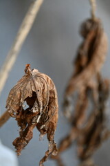 A Dry Withered Leaves On A Plant Branch