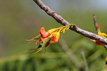 Yellow and orange flowers on a Black Bean Tree (Castanospermum australe) plant in a garden