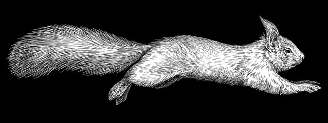 Vintage engraving isolated squirrel set illustration ink sketch. Forest background animal silhouette art. Black and white hand drawn image	