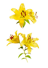 yellow lily illustration isolated on white in watercolor