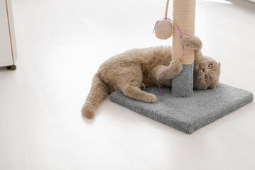 A gray cat with a white muzzle sits on a scratching post. Cozy cat house with a toy on a white...