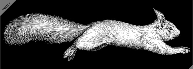 Vintage engraving isolated squirrel set illustration ink sketch. Forest background animal silhouette art. Black and white hand drawn image  © Turaev