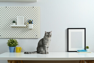 Cute tabby cat sitting on white table with blank picture frame and house plant