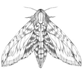 moon Moth ornamente