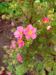Fototapeta premium Flowers of pink cinquefoil Potentilla on a bush. Vertical photo, close-up