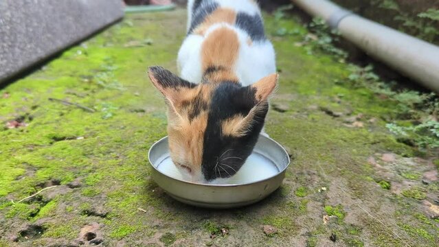 closeup of a multicolored kitten of a cat licking and drinking milk from a steel bowl out of hunger on the street floor 