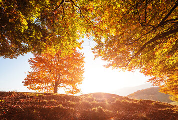Shiny beech tree on a hill slope with sunny beams. Location Carpathians, Ukraine, Europe.
