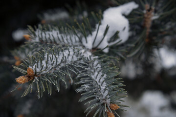 Naklejka na ściany i meble Kyiv, Ukraine. On November 23, 2023, the branches of the Christmas tree are covered with snow