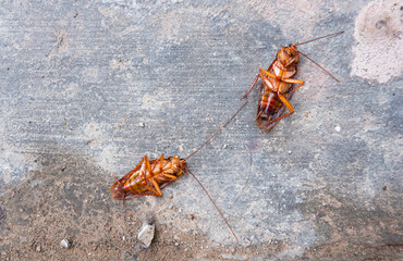 two dead cockroaches on the floor