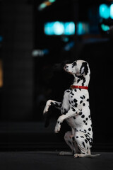 Dalmatian dog on a black background