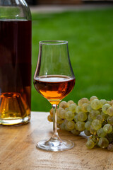 Tasting of Cognac strong alcohol drink in Cognac region, Charente with bunch of ripe ugni blanc grapes on background uses for spirits distillation and green grass, France