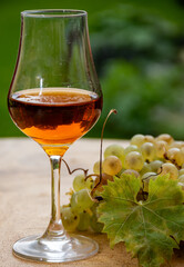 Tasting of Cognac strong alcohol drink in Cognac region, Charente with bunch of ripe ugni blanc...