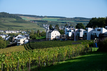 Terraced hilly vineyards in Luxembourg. Production of cremant sparkling wine in south part of Luxembourg country on bank of Moezel, also known as Mosel, Moselle or Musel river.