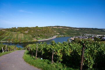 Terraced hilly vineyards in Luxembourg. Production of cremant sparkling wine in south part of Luxembourg country on bank of Moezel, also known as Mosel, Moselle or Musel river.