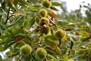 Kastanien am Baum