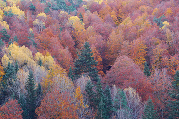 The red, ochre, yellow and green colors of autumn in the beech forests of the Pyrenees in the Vió...