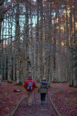 Obraz premium The red, ocher, yellow and green colors of autumn in the beech forests of the Pyrenees of the Ordesa Valley, in the Ordesa and Monte Perdido National Park. Huesca. Aragon. Spain