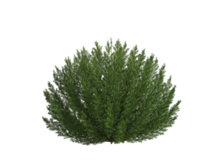 These images are used to decorate the house, replace or create a forest, hope you like them