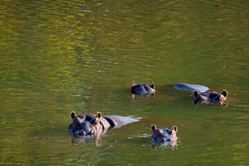 Hippopotamus, hippopotamuses or hippopotami (Hippopotamus amphibius) herd wallowing in the Limpopo...