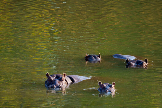Hippopotamus, hippopotamuses or hippopotami (Hippopotamus amphibius) herd wallowing in the Limpopo River near Mashatu Game Reserve. Botswana.