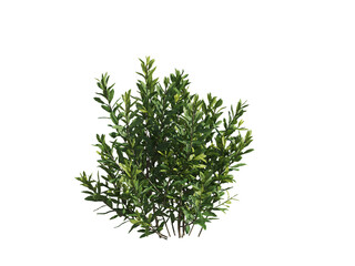 These images are used to decorate the house, replace or create a forest, hope you like them