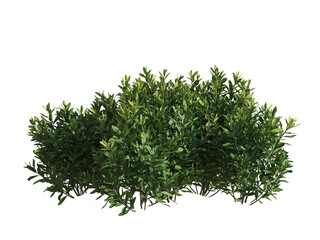 These images are used to decorate the house, replace or create a forest, hope you like them