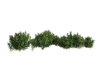 These images are used to decorate the house, replace or create a forest, hope you like them