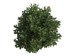 These images are used to decorate the house, replace or create a forest, hope you like them