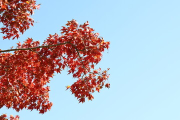 真っ赤な紅葉と青空
