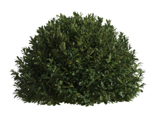 These images are used to decorate the house, replace or create a forest, hope you like them