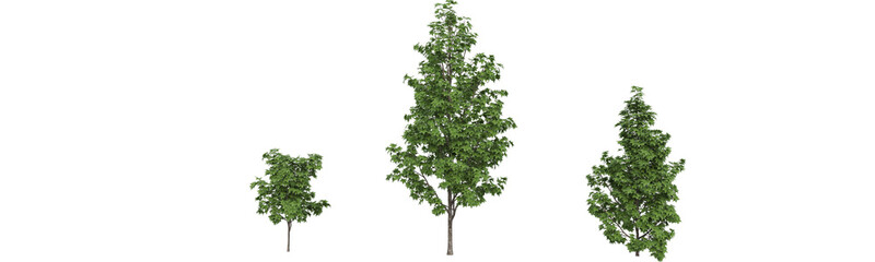 Obraz premium These images are used to decorate the house, replace or create a forest, hope you like them