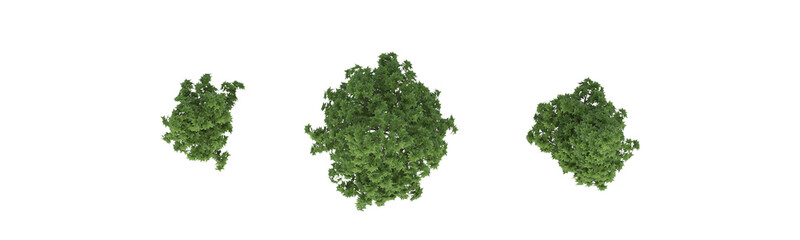 Obraz premium These images are used to decorate the house, replace or create a forest, hope you like them