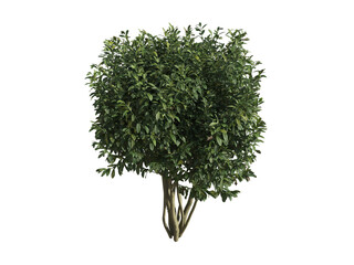 These images are used to decorate the house, replace or create a forest, hope you like them