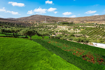 The essence of summer with a clear blue sky overhead. A picturesque plateau adorned with vibrant olive trees stretches beneath, framed by majestic mountains in the background. 