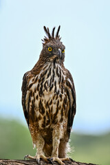 Beautiful bird of the world