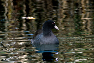 池・湖を泳ぐオオバン