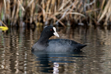 池・湖を泳ぐオオバン